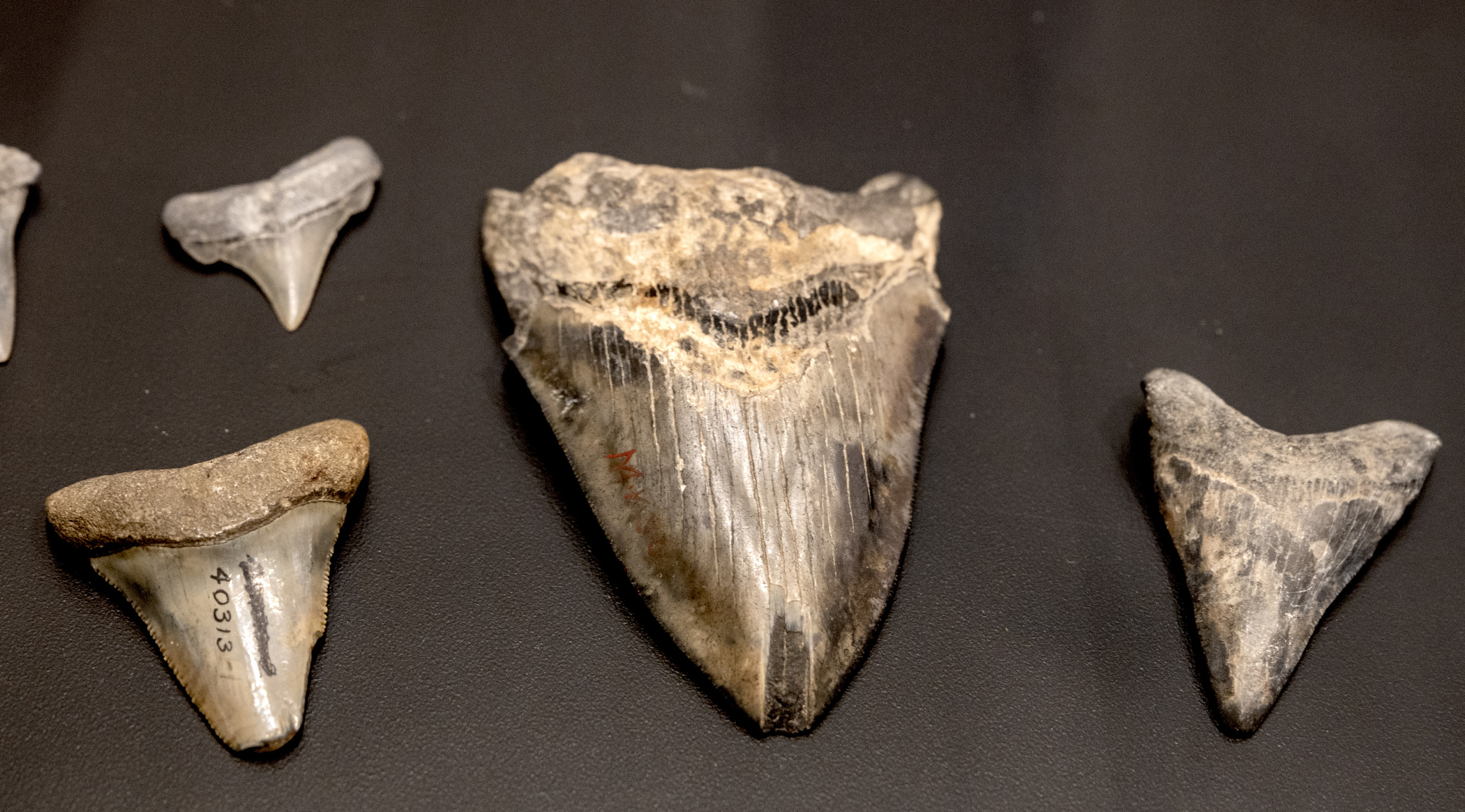 On Loan from Texas Vertebrate Paleontology Collections, Jackson School Museum of Earth History, The University of Texas at Austin